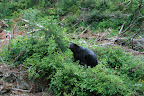 glacier_national_park_-_2009