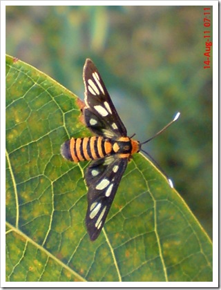 Wasp Moth (Amata huebneri)