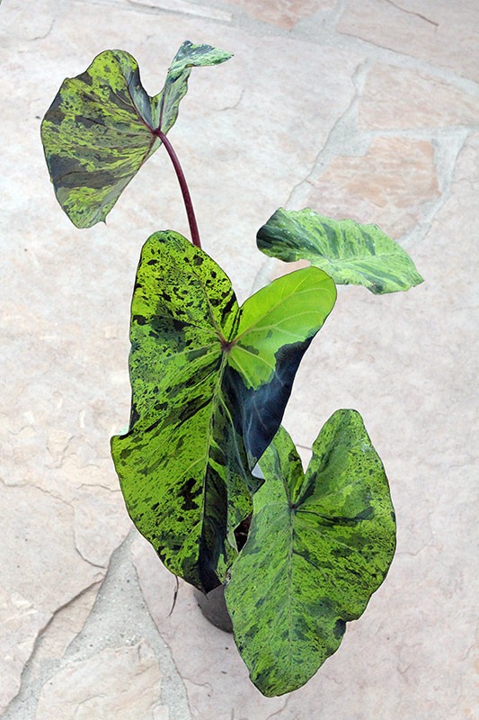 [110702_Colocasia-esculenta-Mojito_12%255B3%255D.jpg]