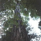 Big tree in the jungle