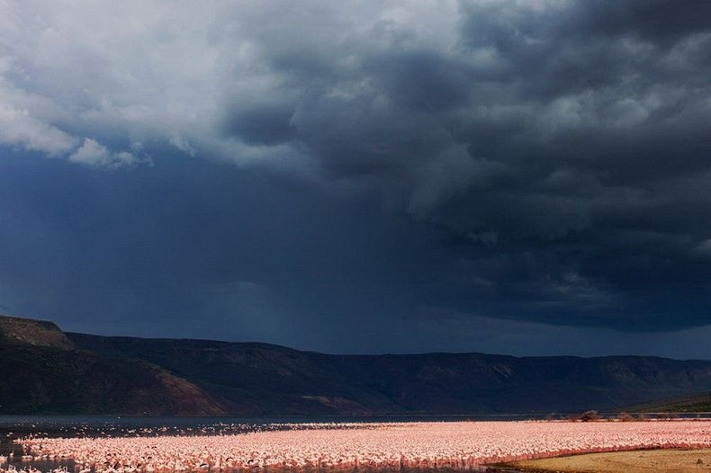 كينيا و بحيرة ناكورو  Lake-nakuru-flamingos-8%255B2%255D