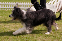 Sheepdog with attitude Sheepdog with attitude