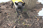 Some Signs of Spring