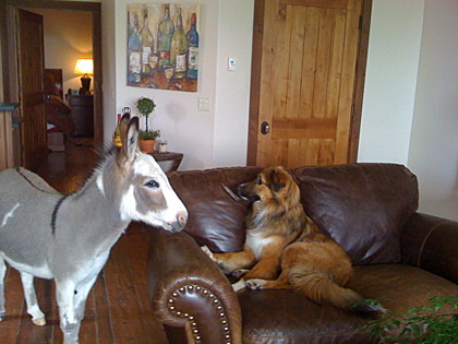 Creme colored ponies (sort of)...

Gus and Nancy Jane Walton - Park City, UT