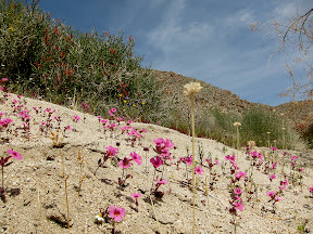 Monkeyflower sprouting in Indian Valley