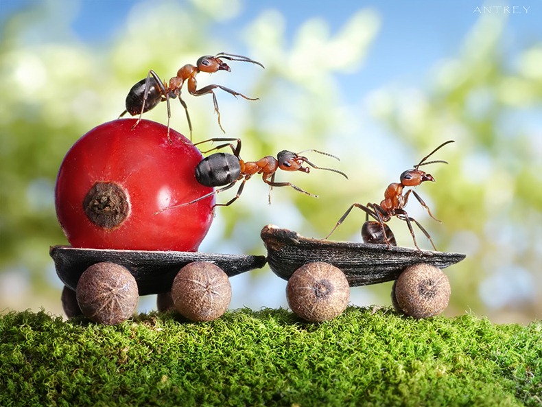 andrey-pavlov-ants-17 andrey-pavlov-ants-17