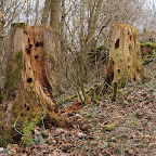 singold-bote_waldlehrpfad-schwabegg_022.jpg