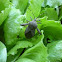 Stink Bug