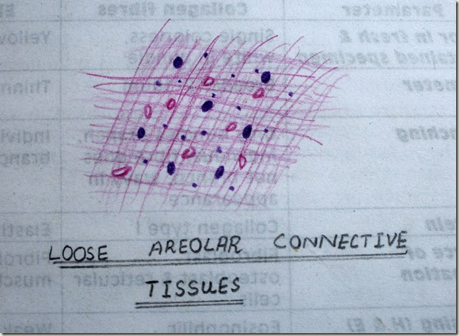 loose areolar connective tissue  high resolution histology diagram