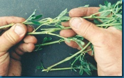 Hands-with-alfalfa-03 Hands-with-alfalfa-03