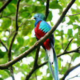 Quetzal