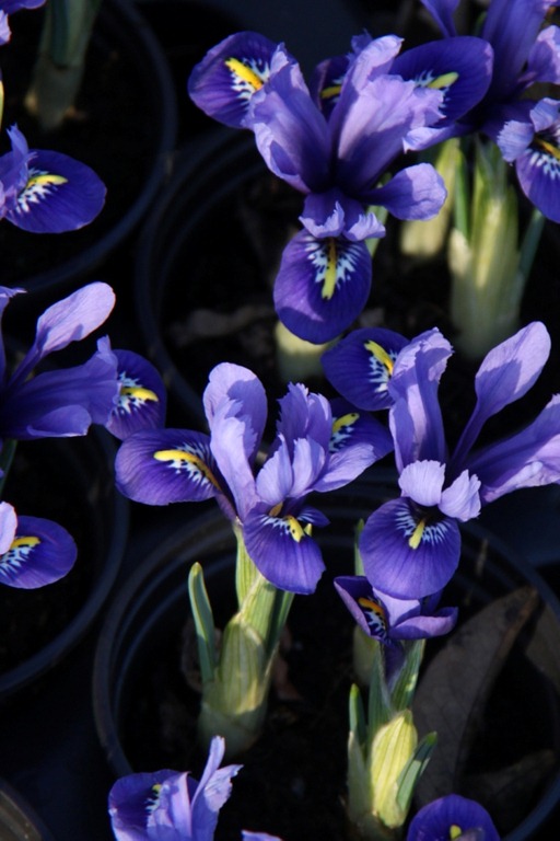 [EWG%2520Greenhouse%252023.2.12%2520%252828%2529%2520Iris%2520%2527Harmony%2527%255B2%255D.jpg]
