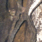 Tarsier close-up