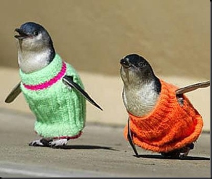 penguins-in-sweaters