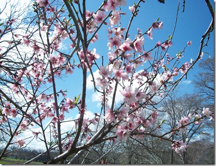 Peach Blossoms 2012 007