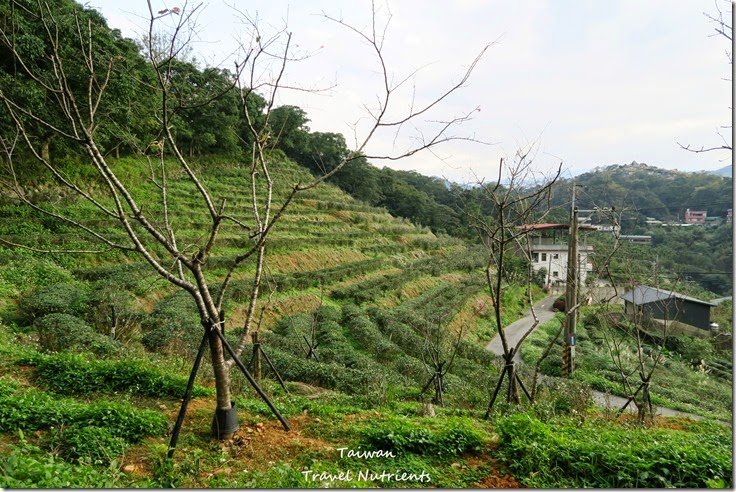 新店 文山農場 (42)