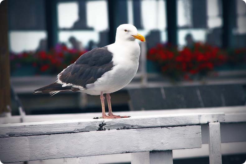 bird bird