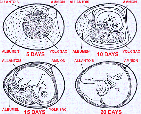 chick-embryology1