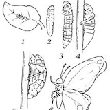 METAMORFOSIS-MARIPOSA.jpg