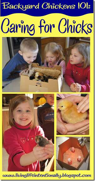 Backyard Chickens 101 - Caring for Baby Chickens Backyard Chickens 101 - Caring for Baby Chickens