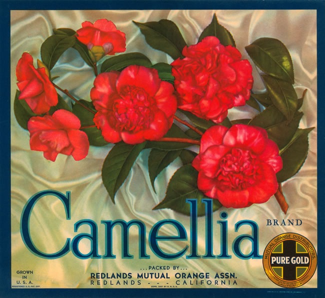[Camellia%255B3%255D.jpg]