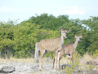 Etosha Nationalpark