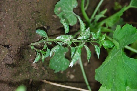 [DSC_0162%255B5%255D.jpg]