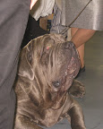 A Neapolitan Mastiff (we saw him at Westminster) - look at all of his wrinkles!