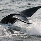 Northern right whale
