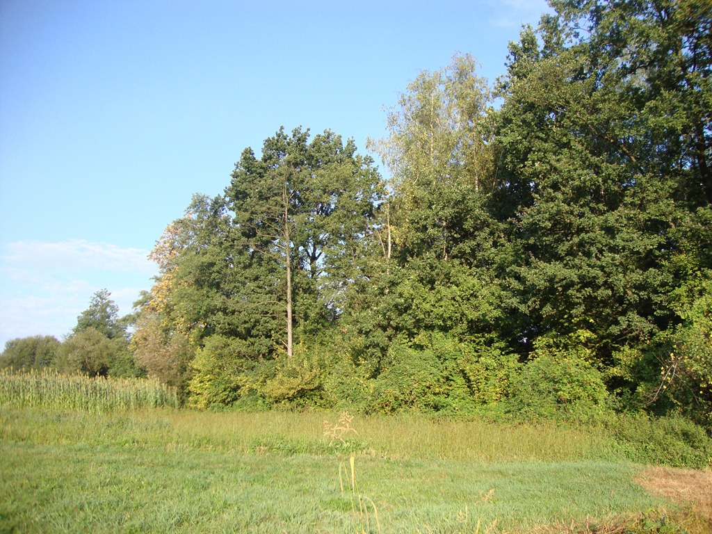 [forest%255B3%255D.jpg]