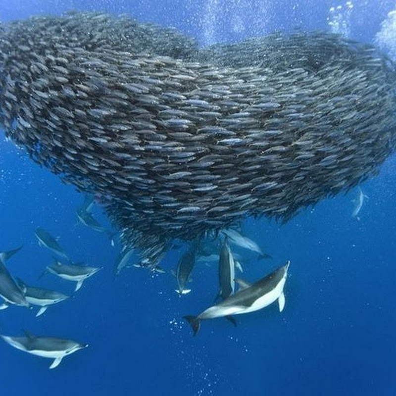 Foto Luar Biasa Hiu dan Lumba - Lumba Memburu Ikan - Ikan Kecil