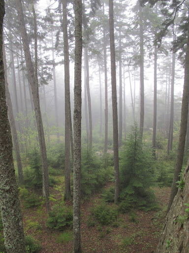 With all this fog, the woods look a little eerie, but I think we'll have more mushroom luck in here.