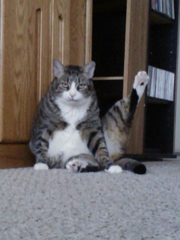 [funny-animals-cute-23%255B2%255D.jpg]