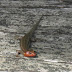 Broad-headed Skink - Photo (c) 113601091038034606961, some rights reserved (CC BY-NC-SA)