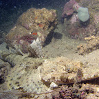 Crocodilefish (Paradise Jetty, Manado)
