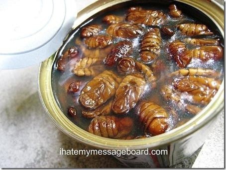[pupas%2520de%2520bicho%2520da%2520seda%2520Coreia%255B6%255D.jpg]