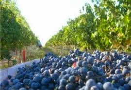 [la%2520ruta%2520del%2520vino%2520en%2520Rio%2520Negro%255B4%255D.jpg]