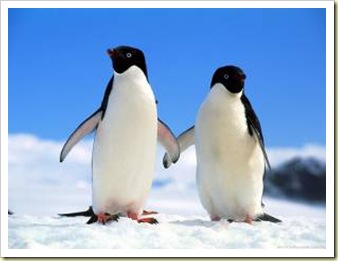 adelie_penguins_web