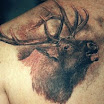 Elk #2