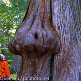 A soon-to-be third grader surveys a snouty cedar in Glacier National Park.