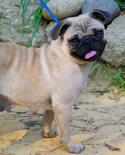 Girl Pug
