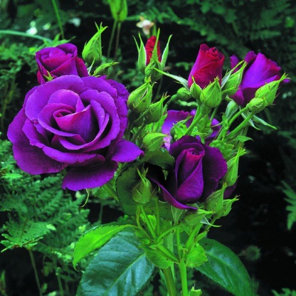 [rosas-purpura%255B4%255D.jpg]