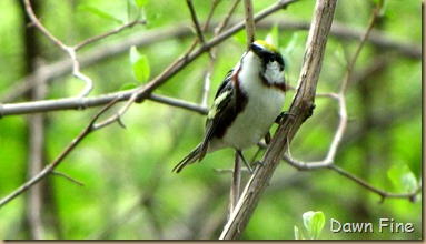 Chestnut-sided warbler