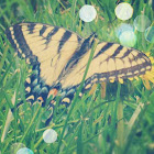 Eastern Tiger swallowtail