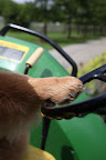 OK - Fire up the engine and off to the vegetable garden.