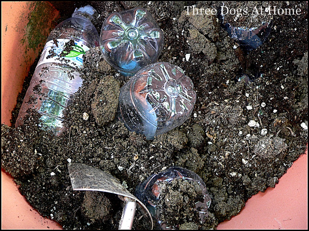 [planting-0153.jpg]