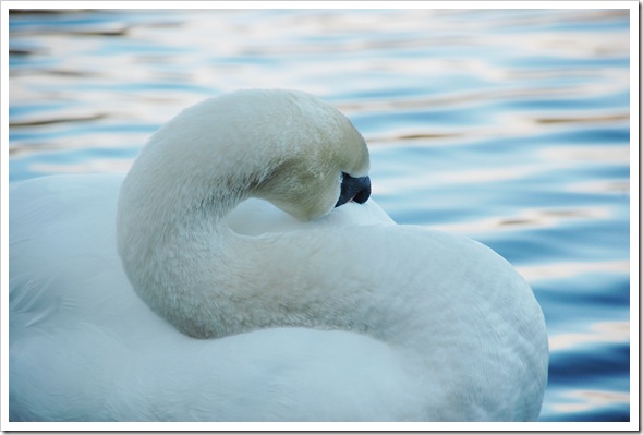 MUTE SWAN 1