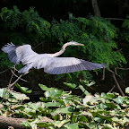Great Blue Heron II