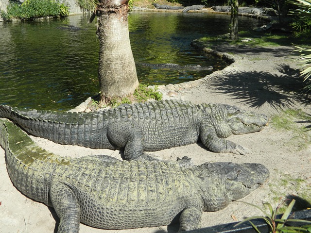 [gators2.jpg]