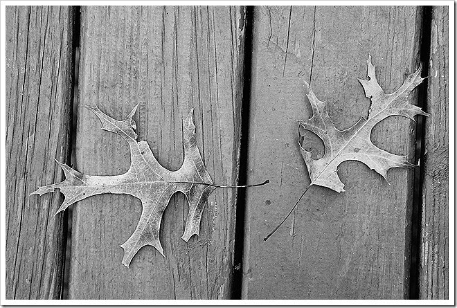 leaves-public-domain-pictures-1 (17) leaves-public-domain-pictures-1 (17)